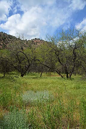 Mesquite Trees, Sycamore Canyon, April 16, 2015